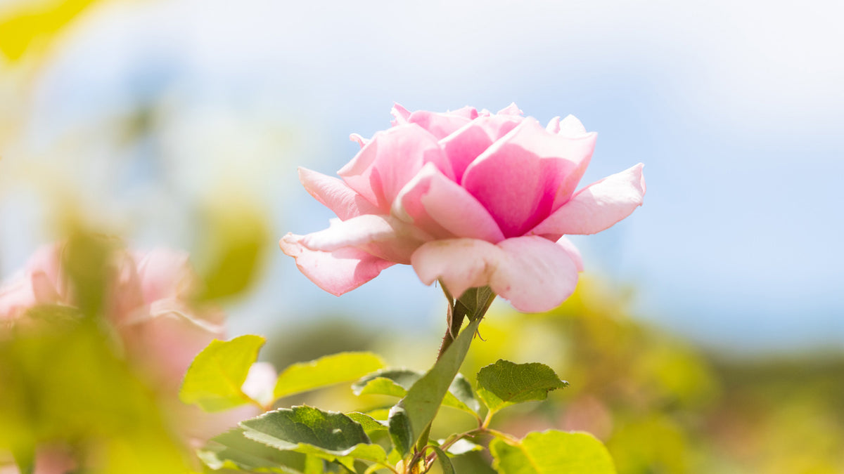 THE POWER OF ROSE EXTRACT